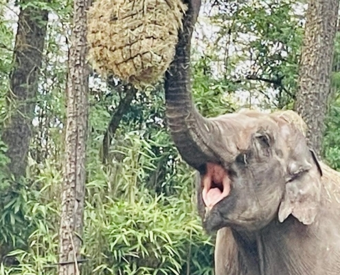 2023 feiert der Burgers Zoo in Arnheim, welcher heute über eine Million Besucher im Jahr zählt, sein 110-jähriges Bestehen