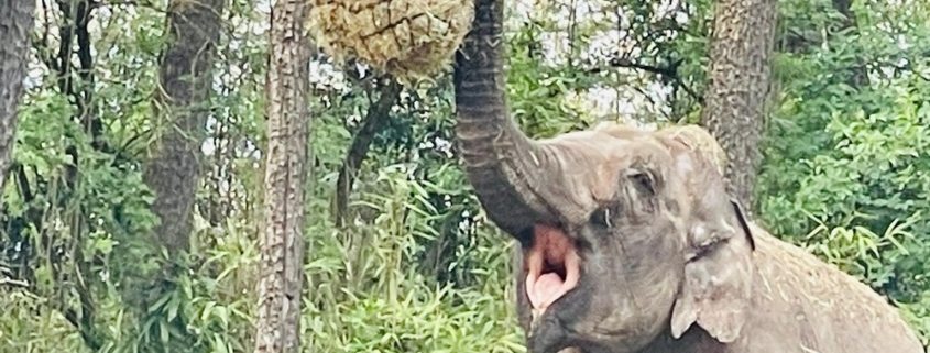 2023 feiert der Burgers Zoo in Arnheim, welcher heute über eine Million Besucher im Jahr zählt, sein 110-jähriges Bestehen